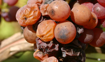 Gewurztraminer G. C. Steingrübler Vendanges Tardives 2017