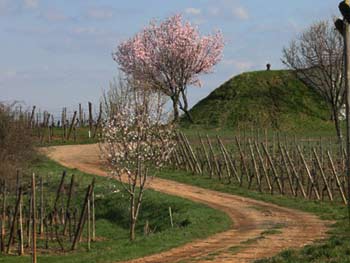 Riesling Grand Cru Mandelberg 2018