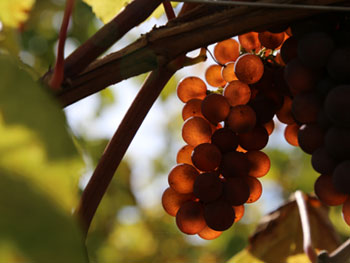 Pinot Gris Rosenberg 2016