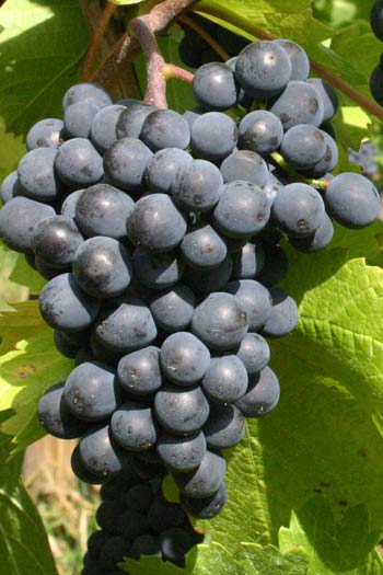 Pinot Noir Pinot Noir