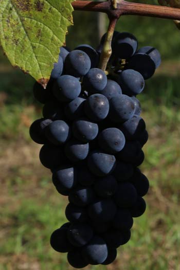 Pinot Noir Schoflit Pinot Noir Schoflit