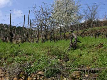 Pinot Gris Grand Cru Steingrübler 2018