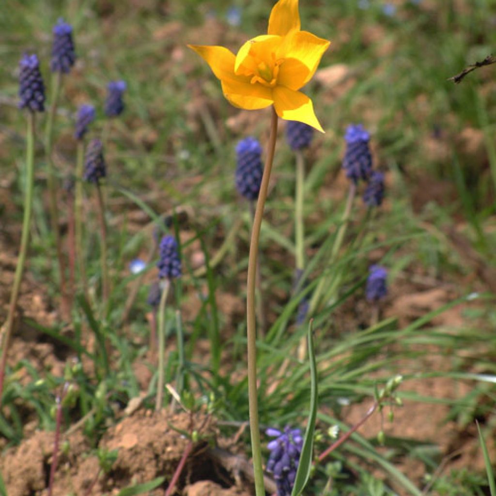 tulipe-et-muscari500