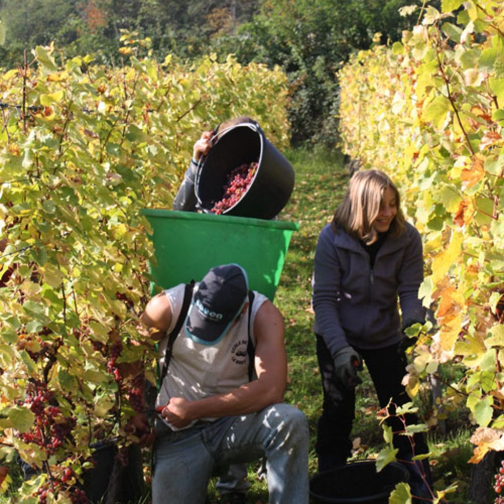 vendanges-manuelles500